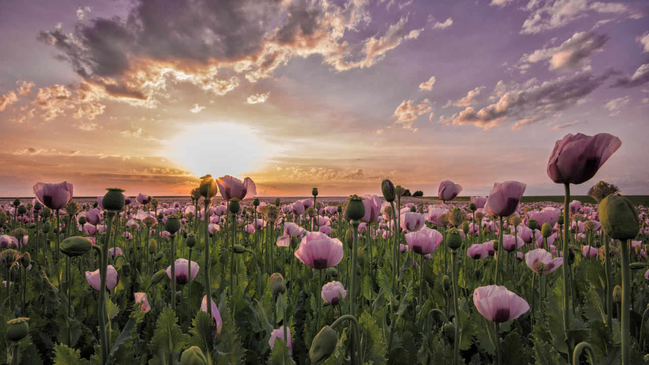 Purple Flower Field Under Cloudy Sky During Daytime. Wallpaper in 1280x720 Resolution