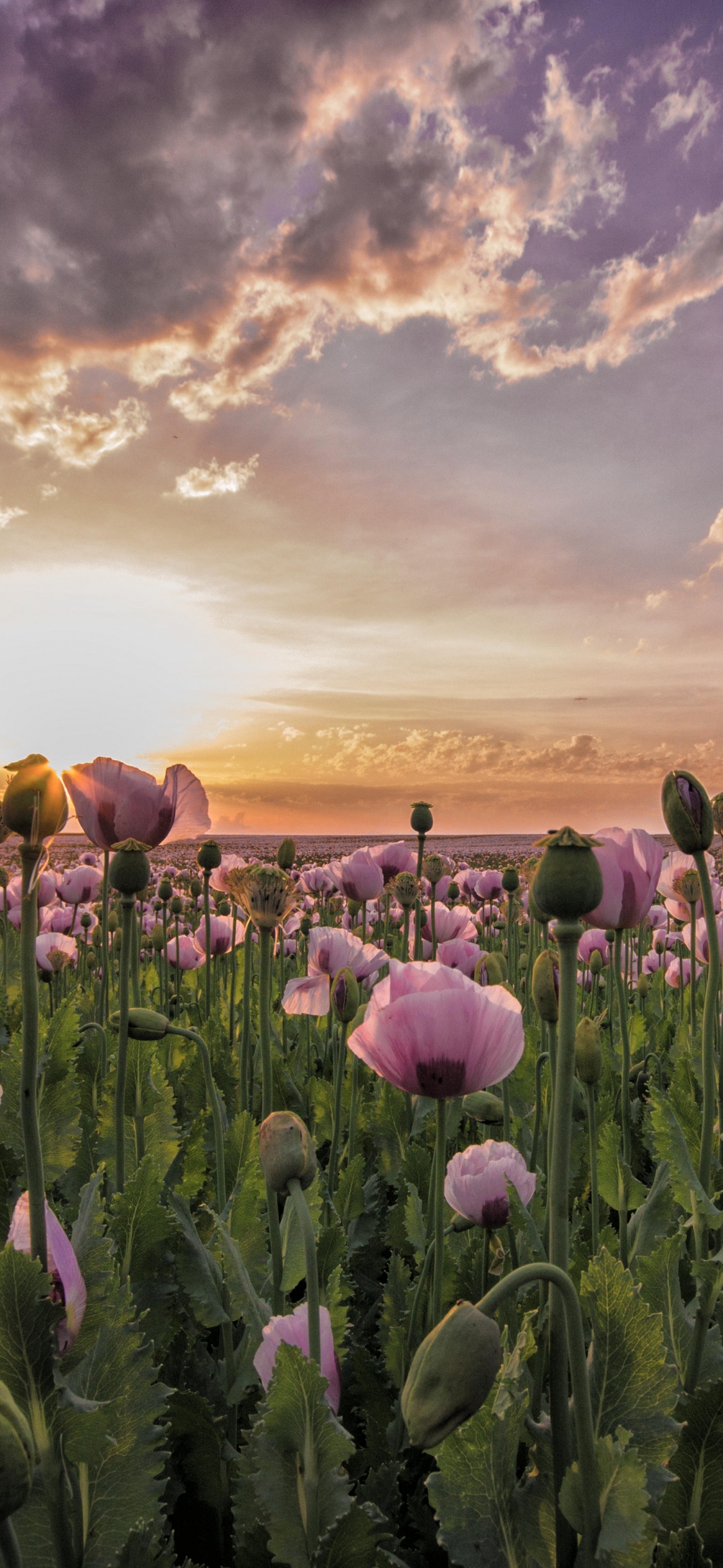 Campo de Flores Moradas Bajo el Cielo Nublado Durante el Día. Wallpaper in 1125x2436 Resolution