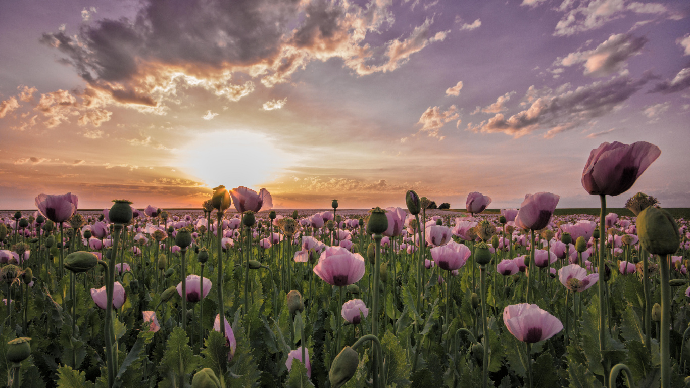Campo de Flores Moradas Bajo el Cielo Nublado Durante el Día. Wallpaper in 1366x768 Resolution