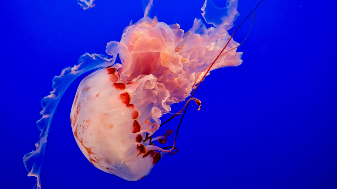 White and Pink Jellyfish in Blue Water. Wallpaper in 1366x768 Resolution