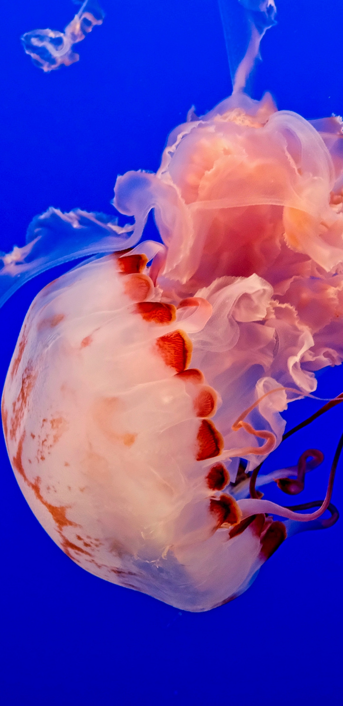White and Pink Jellyfish in Blue Water. Wallpaper in 1440x2960 Resolution