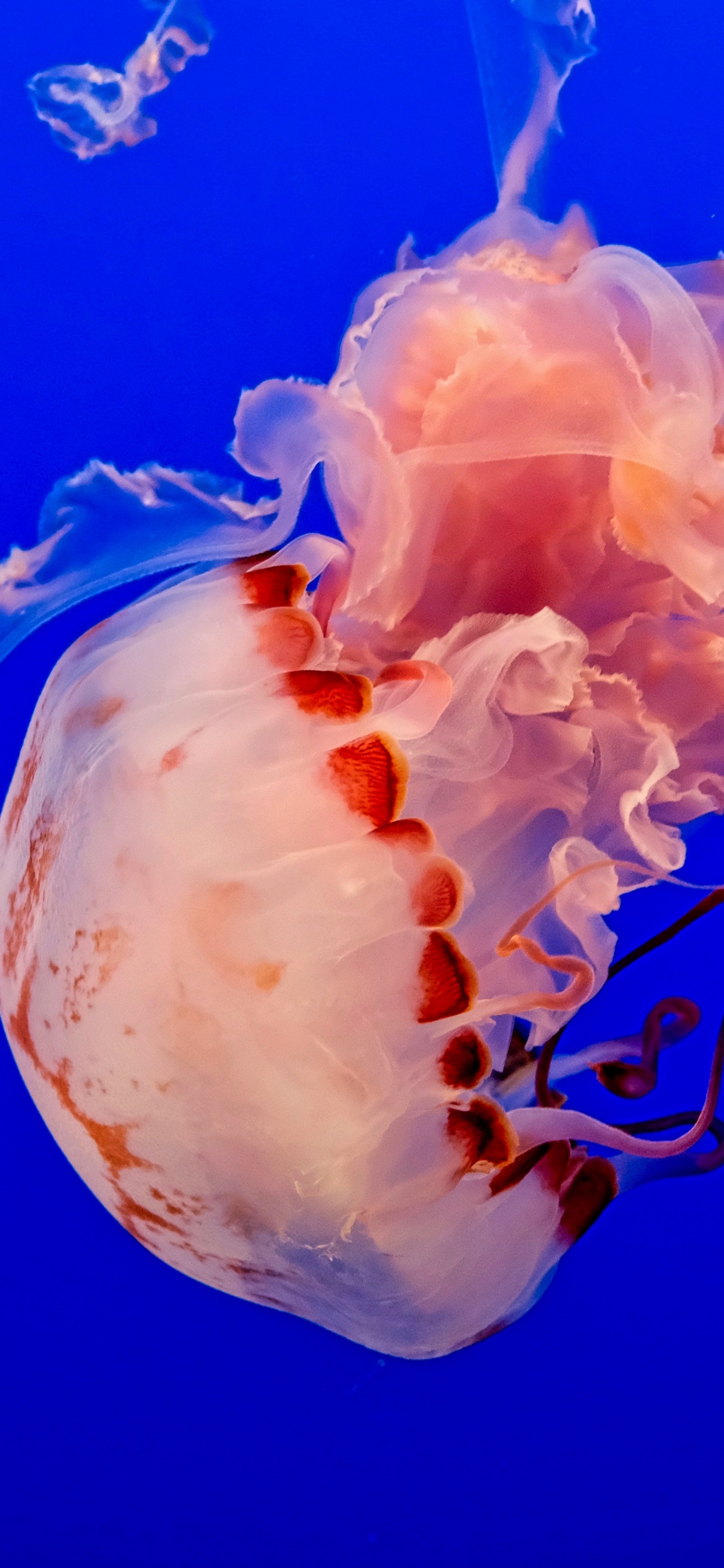 Medusas Blancas y Rosadas en Agua Azul. Wallpaper in 1242x2688 Resolution