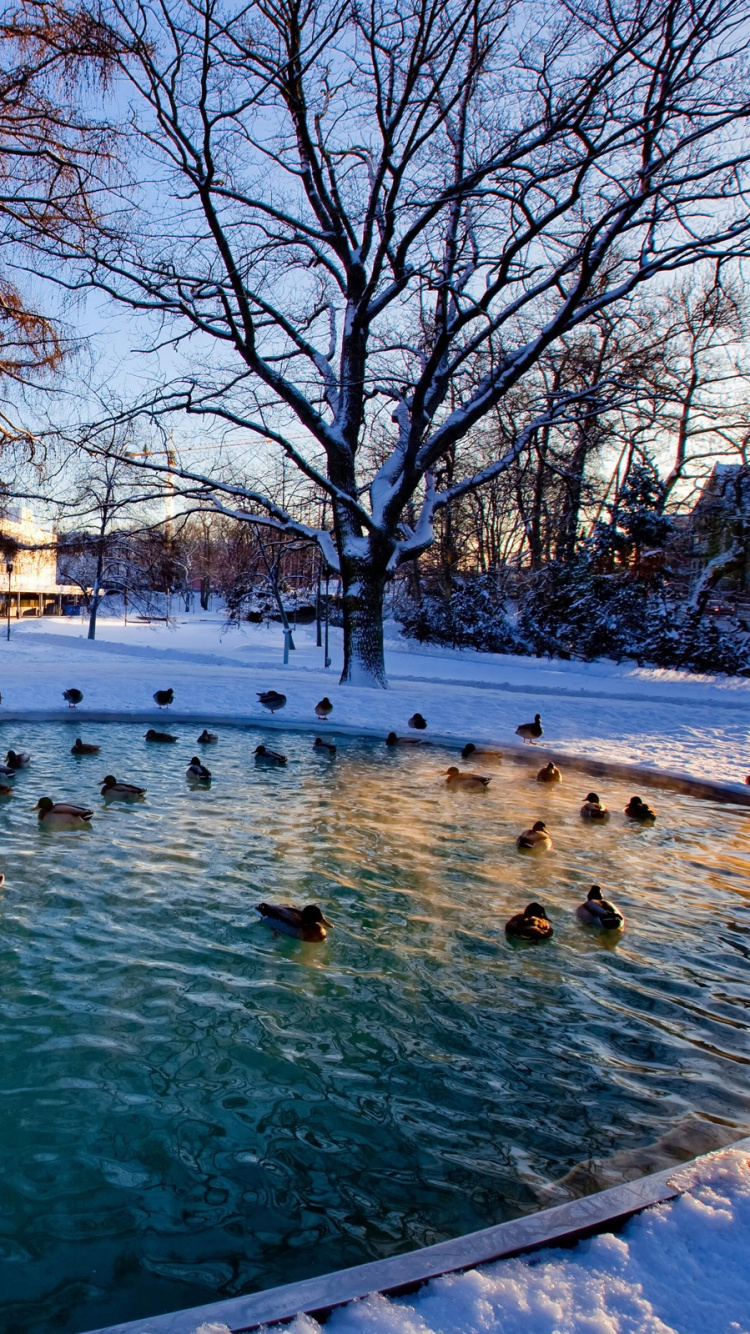 Les Gens Nagent Sur le Lac Pendant la Journée. Wallpaper in 750x1334 Resolution