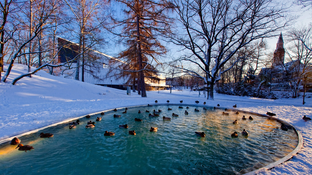 People Swimming on Lake During Daytime. Wallpaper in 1280x720 Resolution