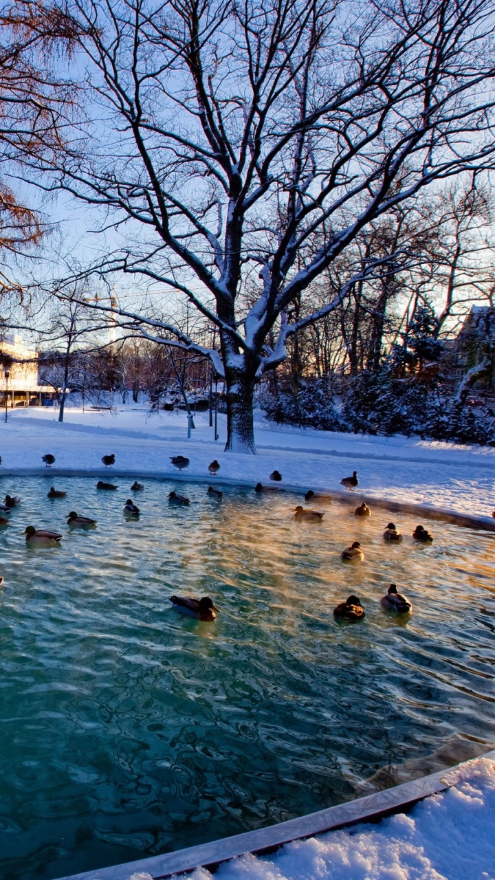 People Swimming on Lake During Daytime. Wallpaper in 720x1280 Resolution