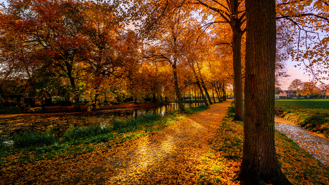 Brown Trees on Brown Grass Field During Daytime. Wallpaper in 1366x768 Resolution