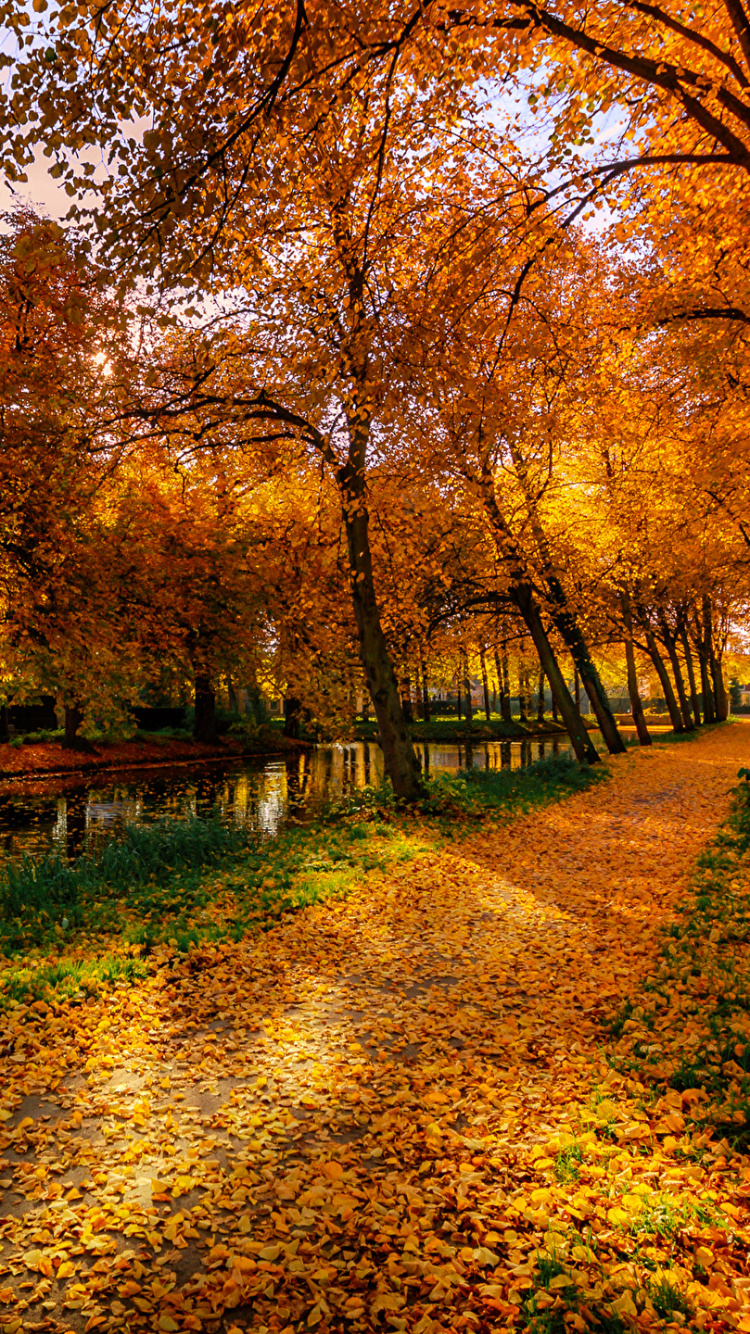 Brown Trees on Brown Grass Field During Daytime. Wallpaper in 750x1334 Resolution