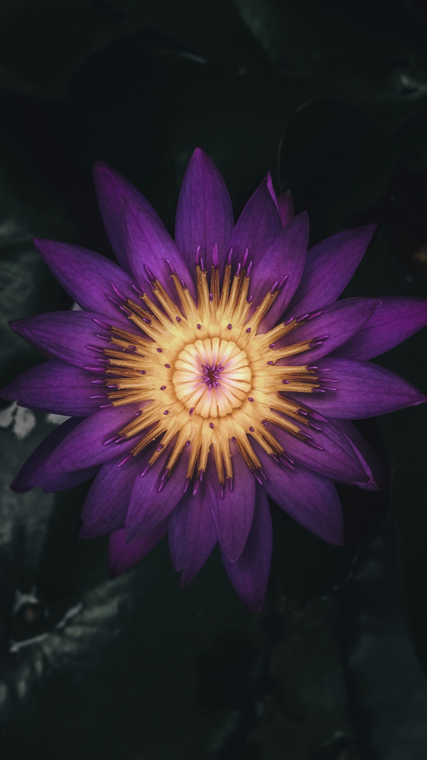 Flor Morada en Fondo Negro. Wallpaper in 1440x2560 Resolution