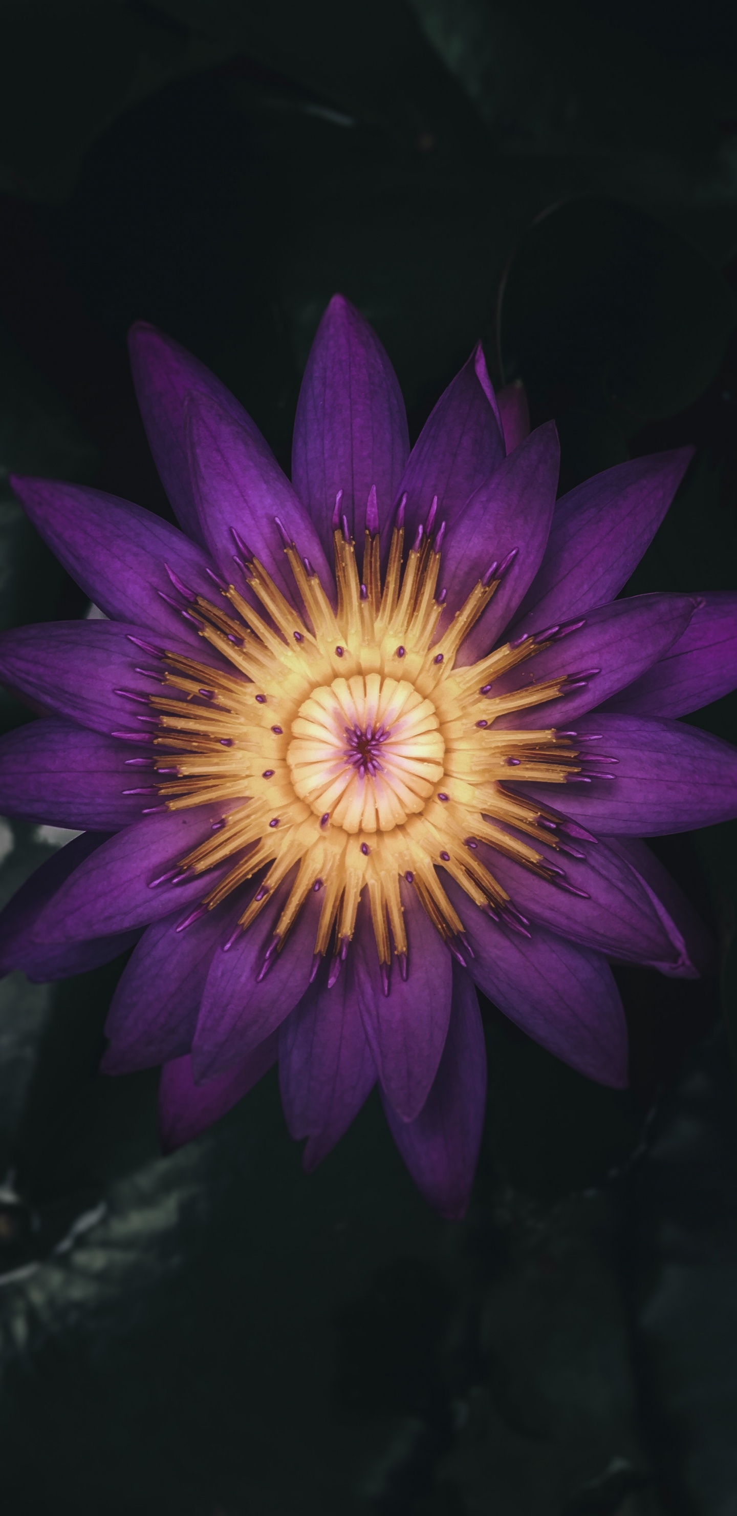 Flor Morada en Fondo Negro. Wallpaper in 1440x2960 Resolution