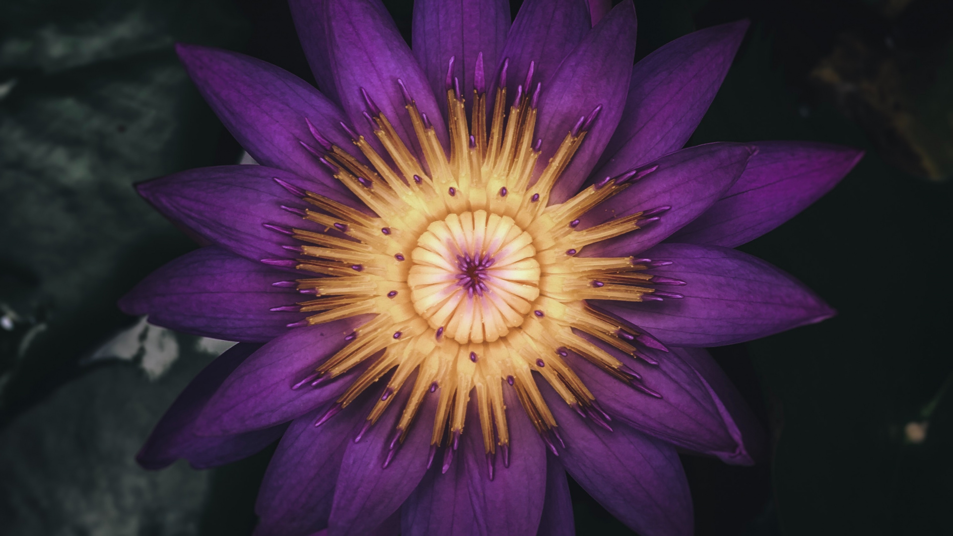 Purple Flower in Black Background. Wallpaper in 1920x1080 Resolution