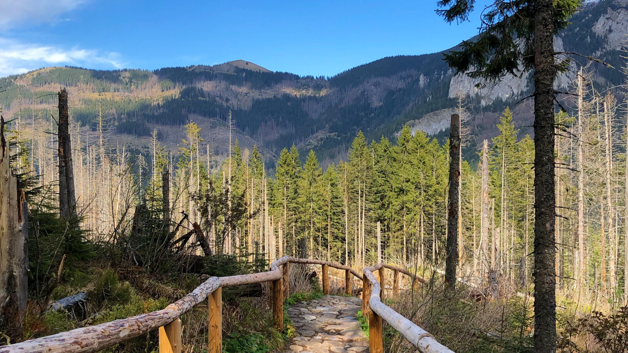 Desierto, Montaje de Escenografía, Inmueble, Ciencia, Biología. Wallpaper in 1280x720 Resolution