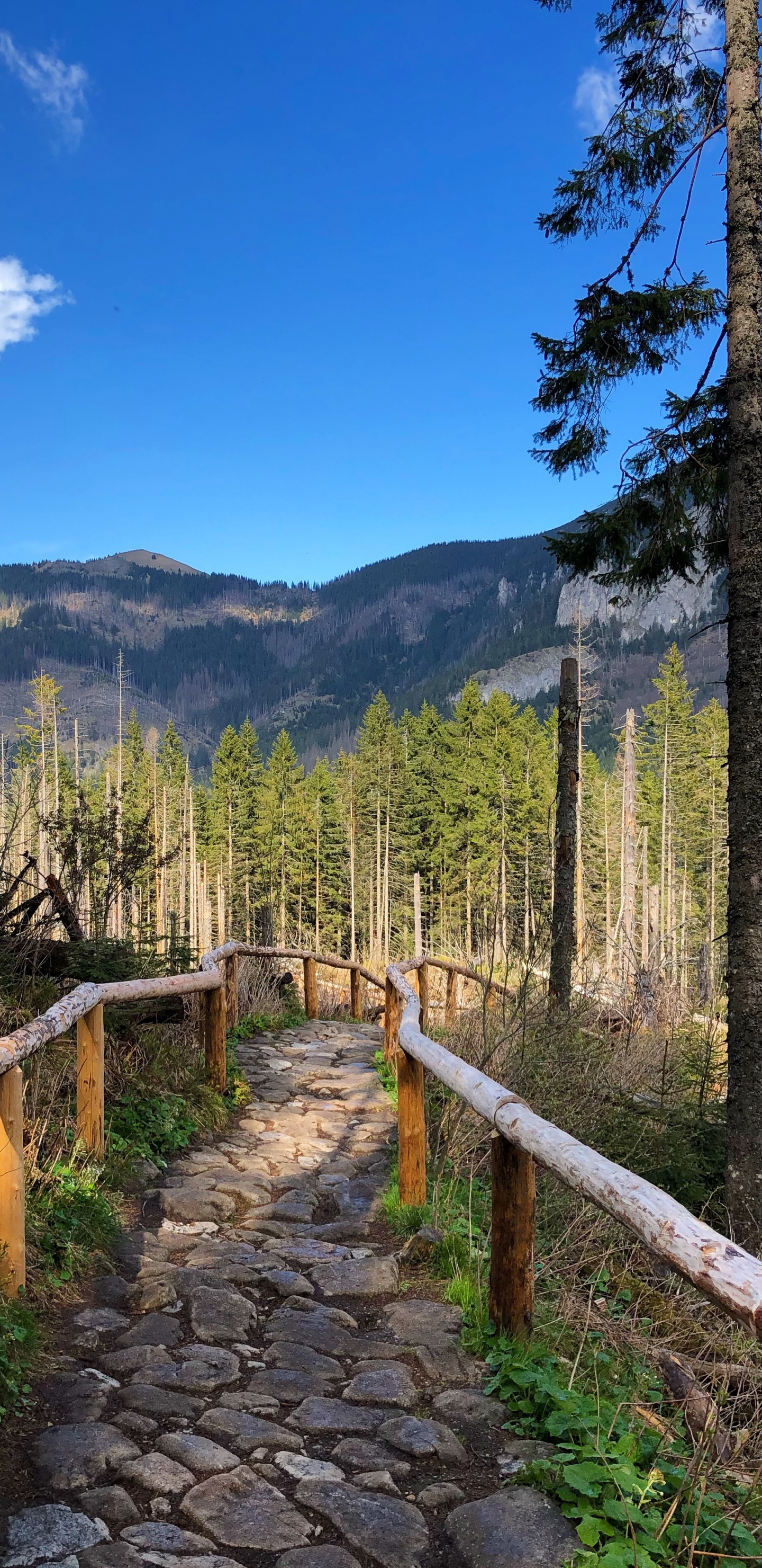 Desierto, Montaje de Escenografía, Inmueble, Ciencia, Biología. Wallpaper in 1440x2960 Resolution