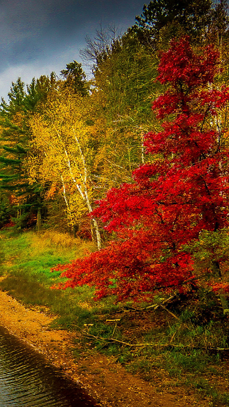 Arbres Verts et Jaunes à Côté de la Rivière Sous un Ciel Bleu Pendant la Journée. Wallpaper in 750x1334 Resolution