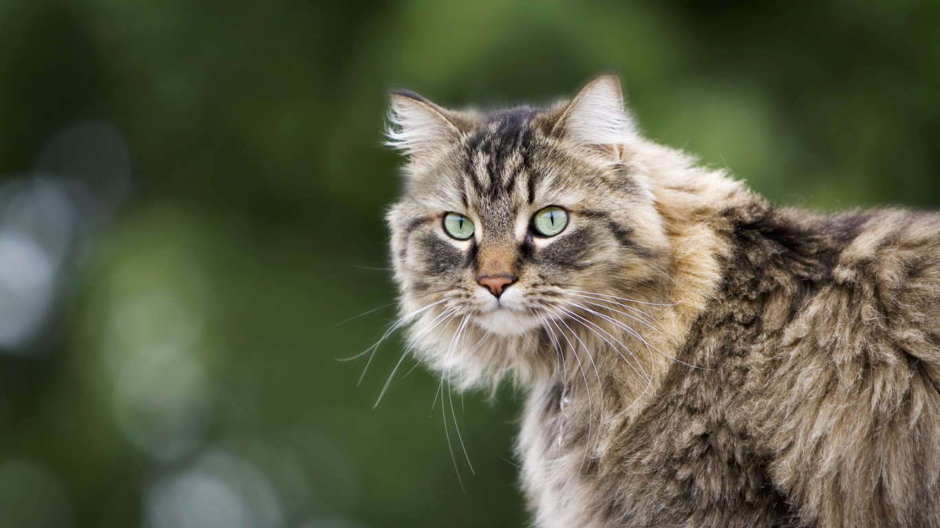 Brown and Black Long Fur Cat. Wallpaper in 1366x768 Resolution
