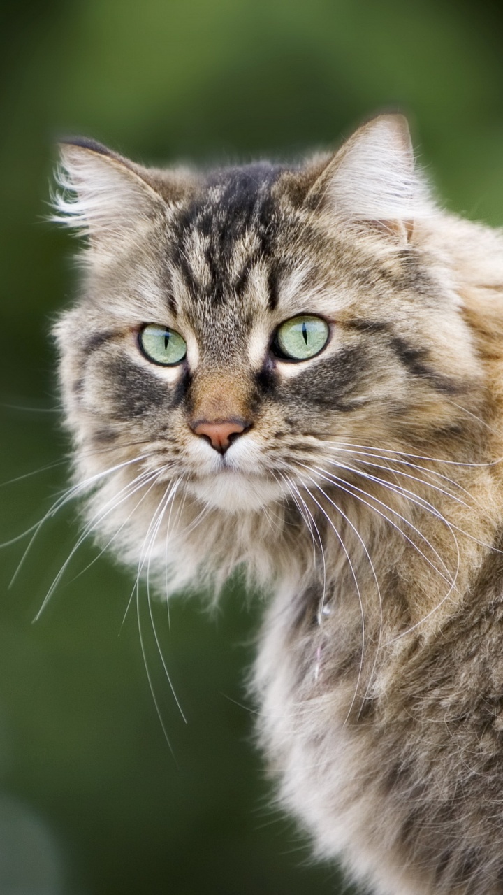 Brown and Black Long Fur Cat. Wallpaper in 720x1280 Resolution