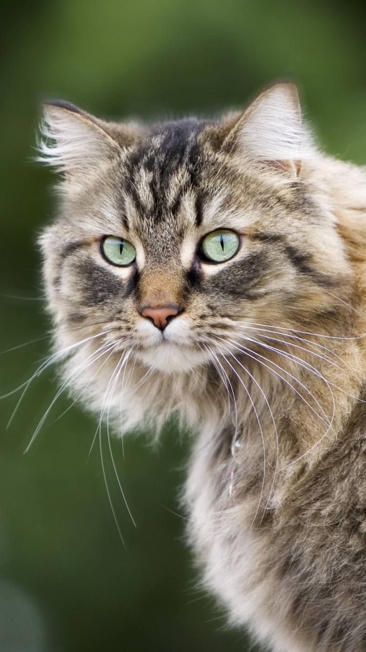 Braune Und Schwarze Langfellkatze. Wallpaper in 750x1334 Resolution