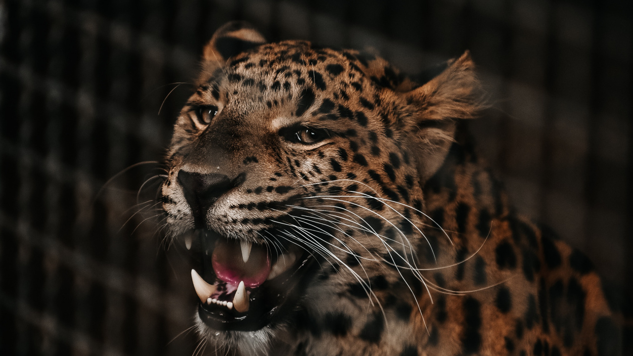 Brown and Black Leopard in Cage. Wallpaper in 1280x720 Resolution