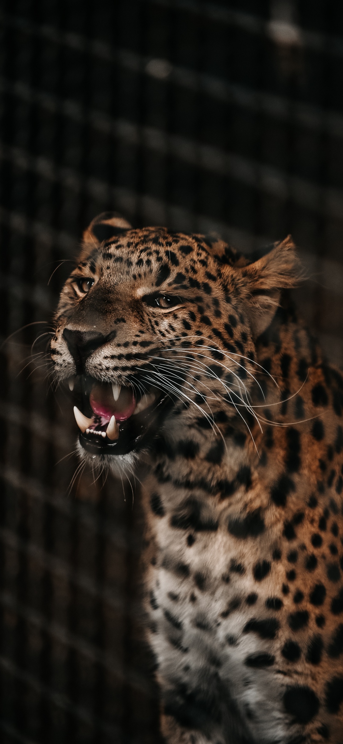 Léopard Marron et Noir en Cage. Wallpaper in 1125x2436 Resolution