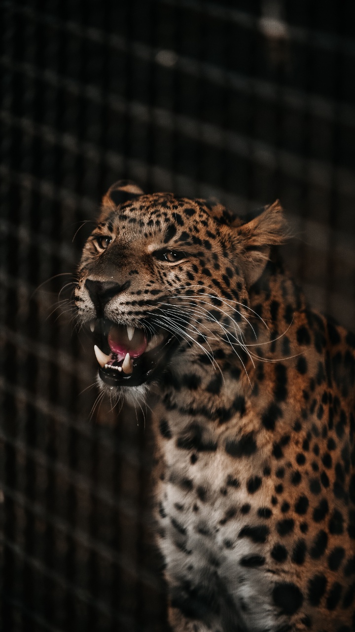 Léopard Marron et Noir en Cage. Wallpaper in 720x1280 Resolution