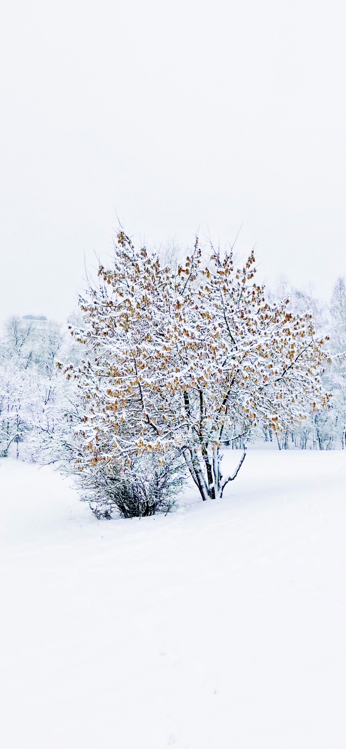 Invierno, la Química, Ciencia, Nieve, Ramita. Wallpaper in 1125x2436 Resolution