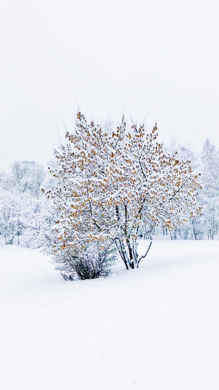 Invierno, la Química, Ciencia, Nieve, Ramita. Wallpaper in 720x1280 Resolution
