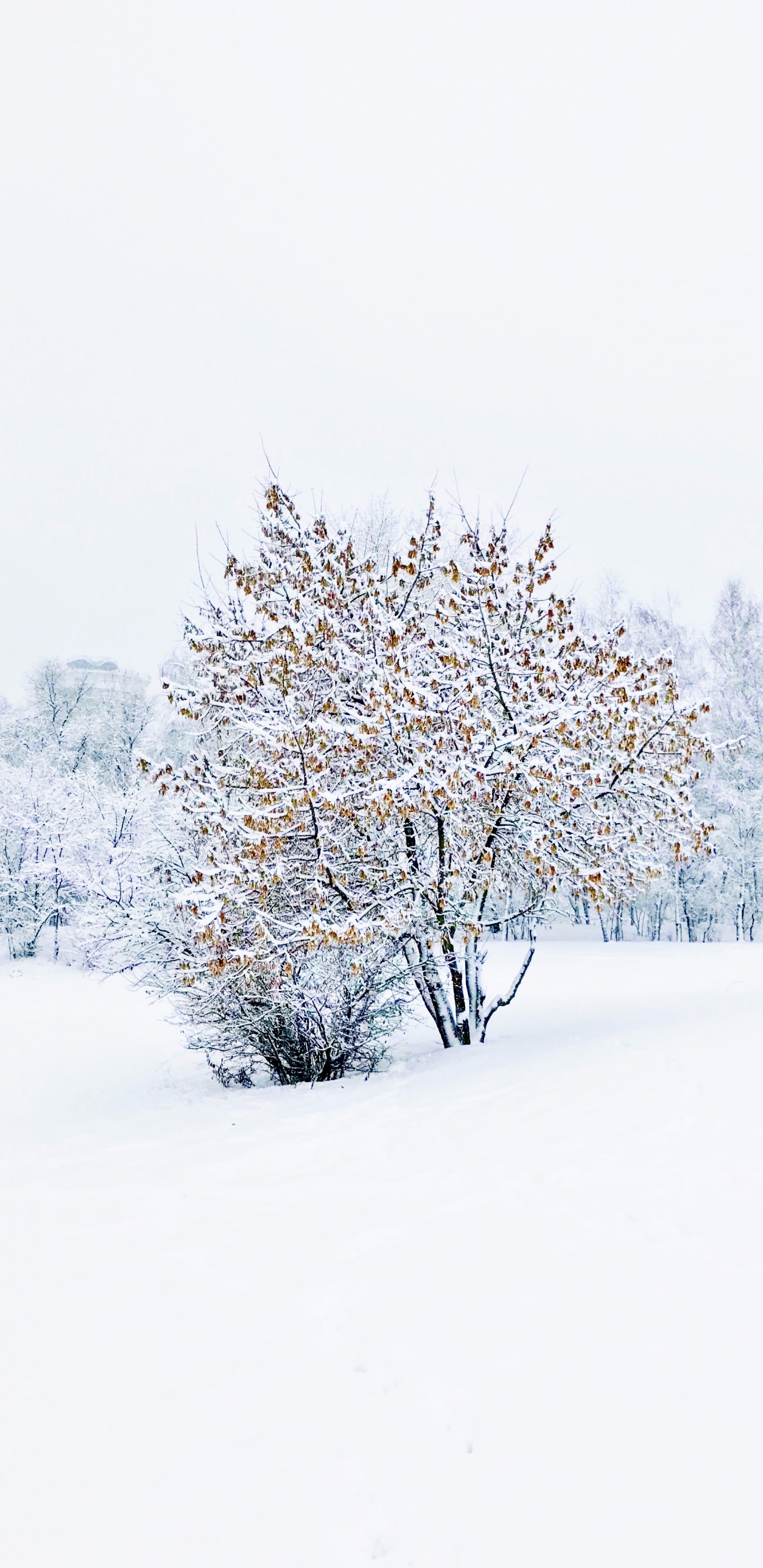 Winter, Baum, Chemie, Wissenschaft, Schnee. Wallpaper in 1440x2960 Resolution