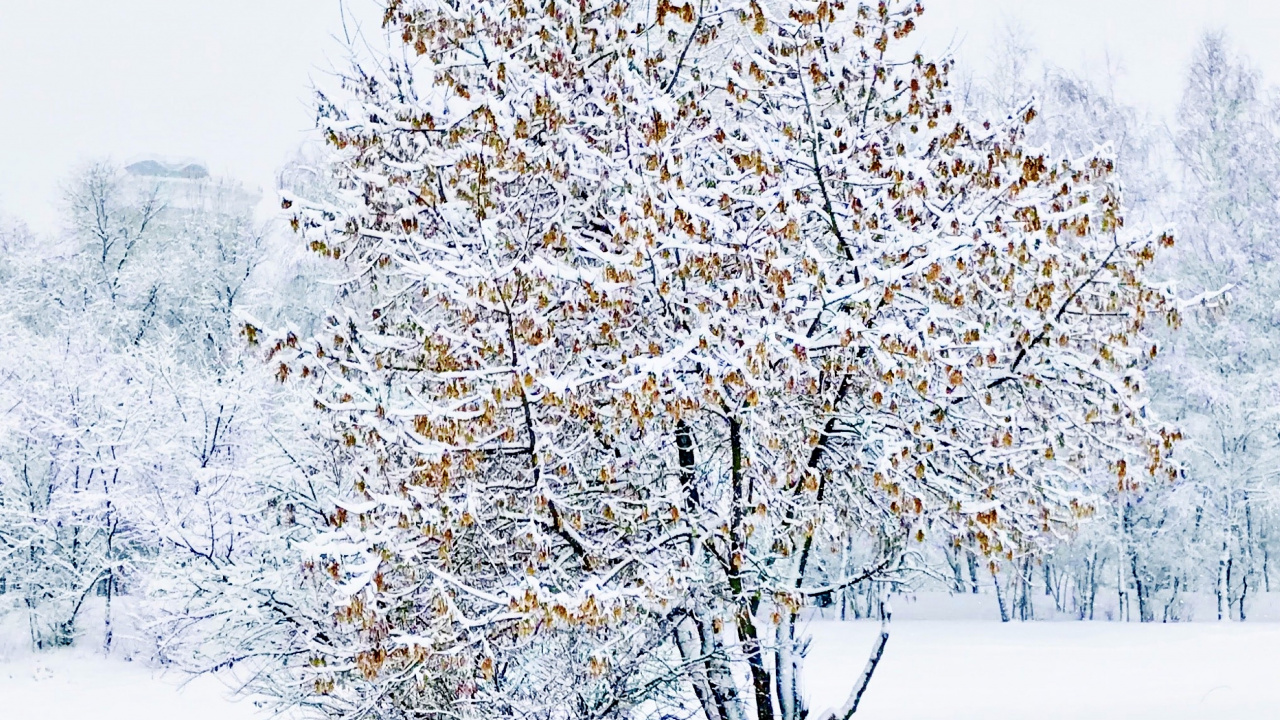 Winter, Tree, Chemistry, Science, Snow. Wallpaper in 1280x720 Resolution