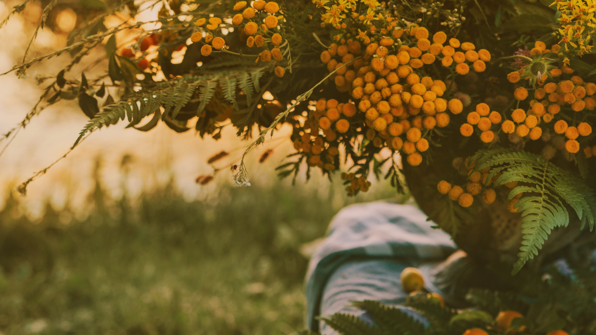 Yellow and Green Plant on Green Grass During Daytime. Wallpaper in 1920x1080 Resolution