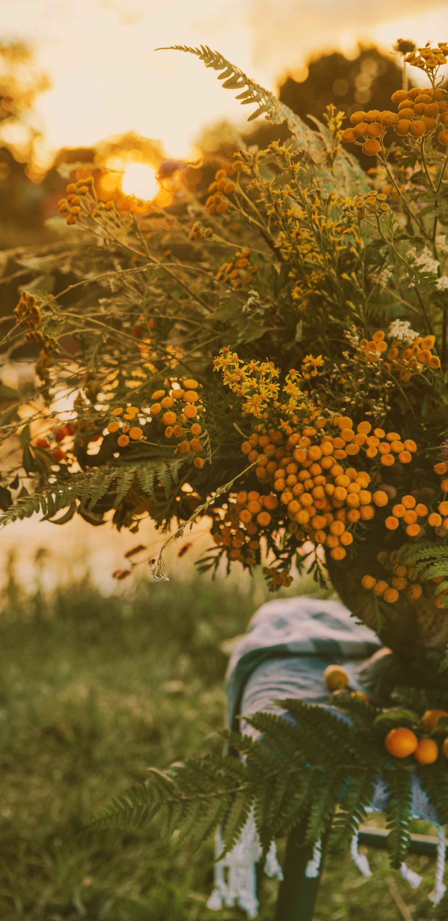 Planta Amarilla y Verde Sobre la Hierba Verde Durante el Día. Wallpaper in 1440x2960 Resolution