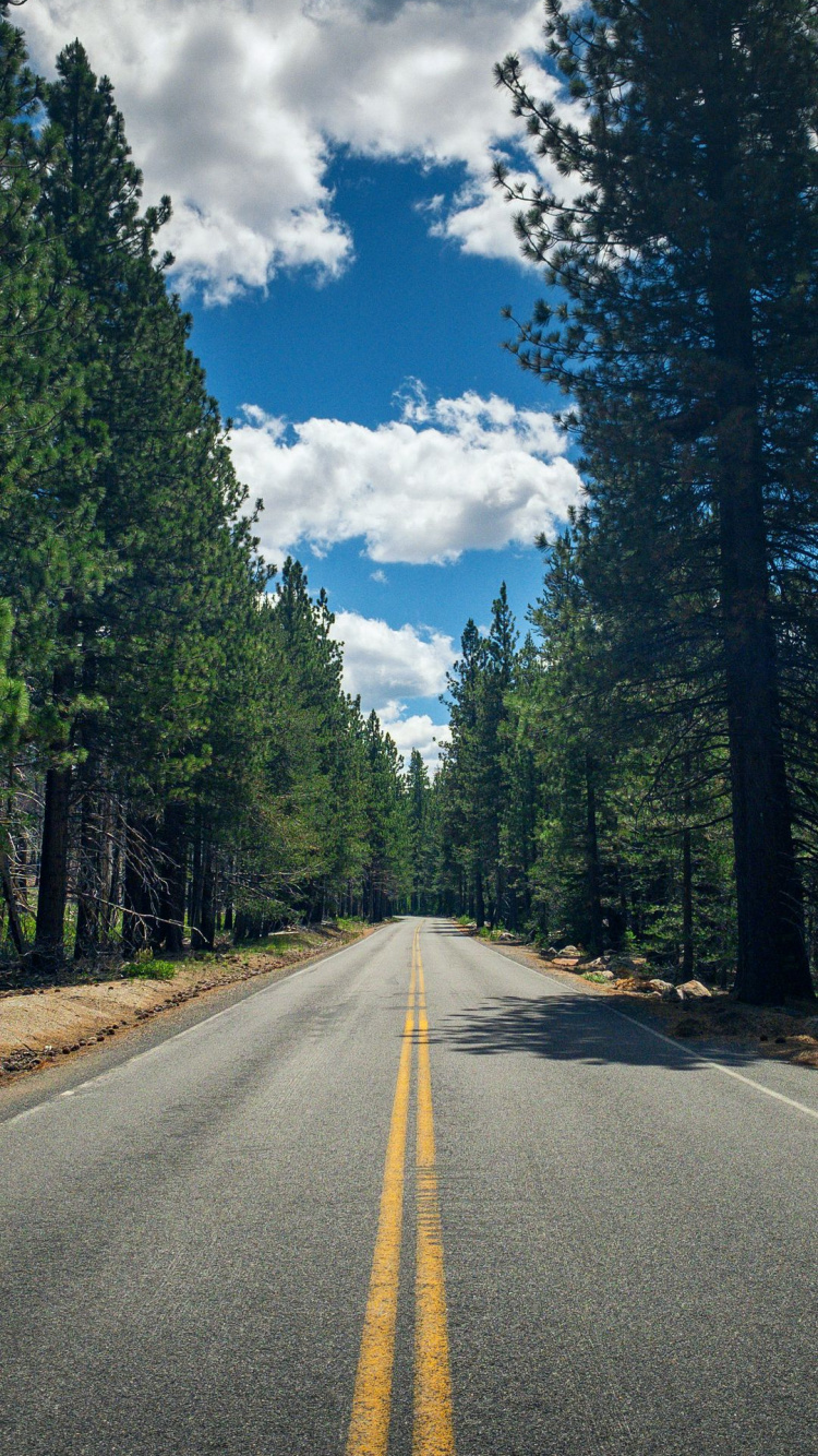 Tree, Cloud, Plant, Daytime, Road Surface. Wallpaper in 750x1334 Resolution