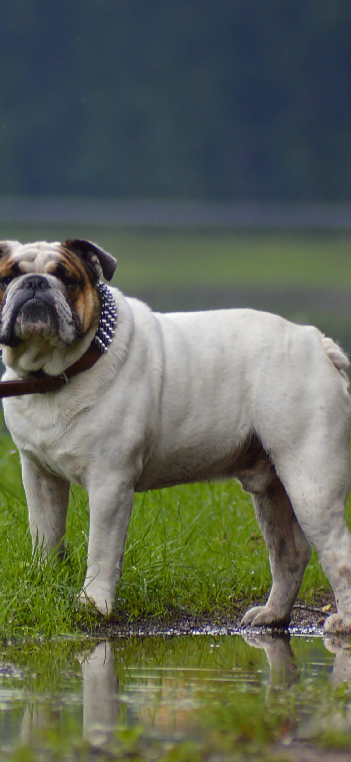 Perro de Pelo Corto Blanco y Marrón Sobre el Agua. Wallpaper in 1125x2436 Resolution