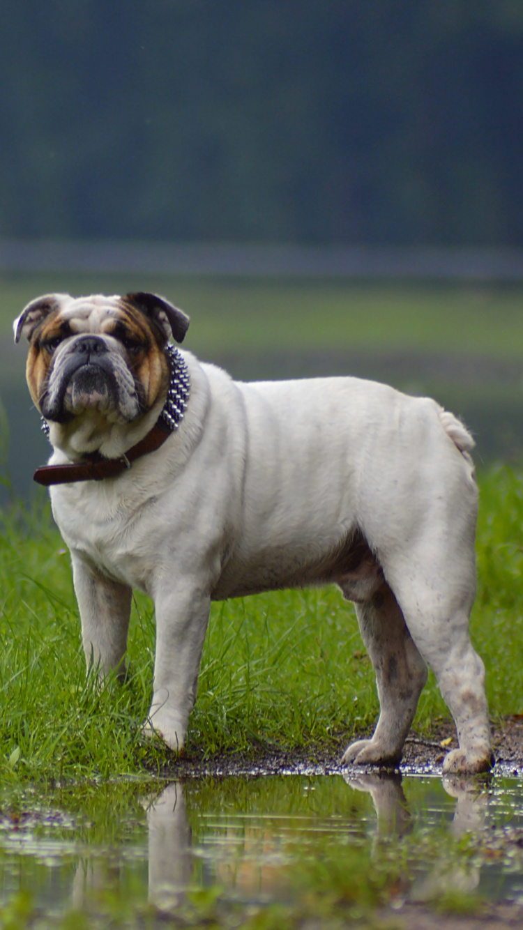Chien à Poil Court Blanc et Brun Sur L'eau. Wallpaper in 750x1334 Resolution