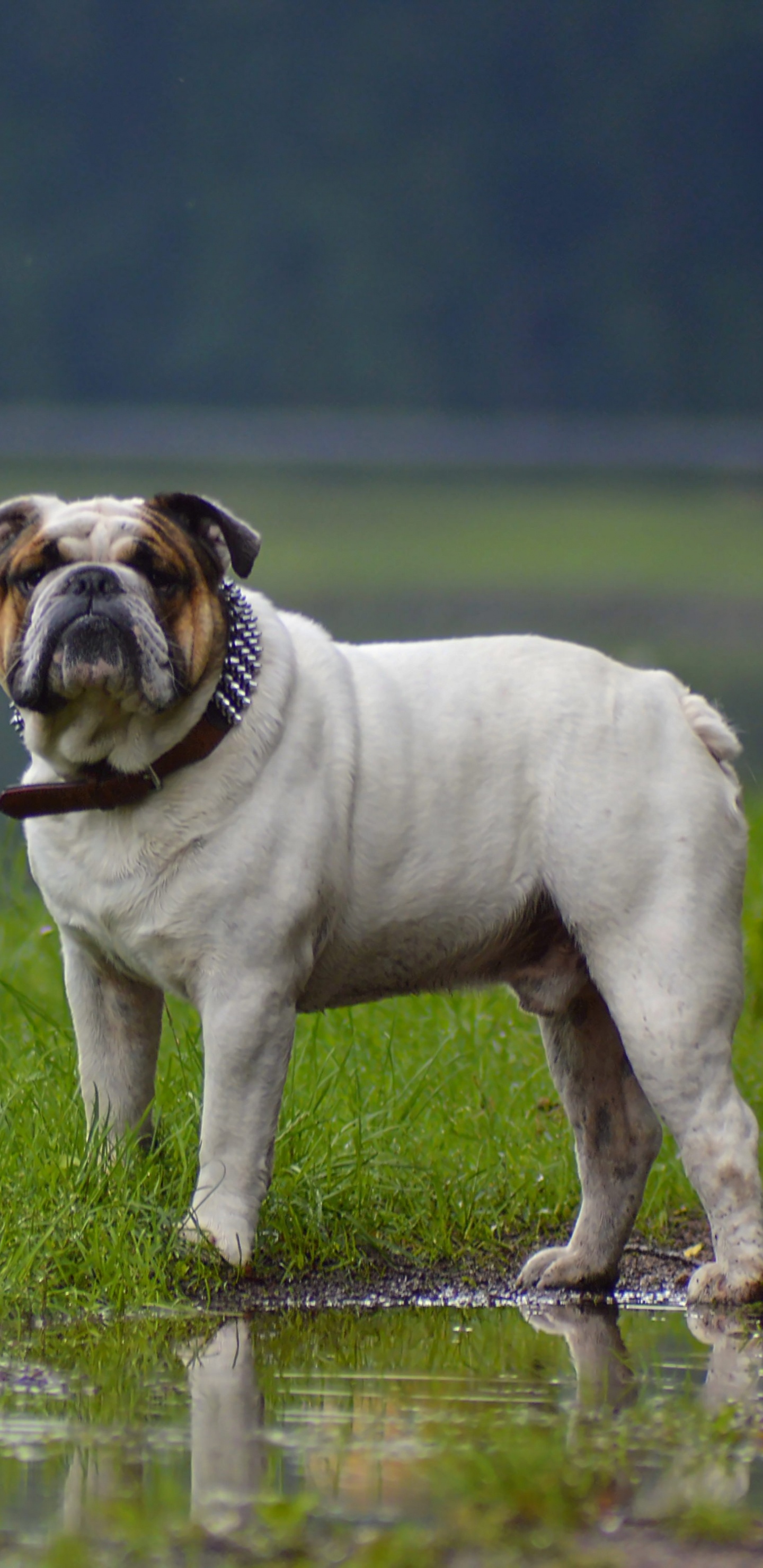 White and Brown Short Coated Dog on Water. Wallpaper in 1440x2960 Resolution