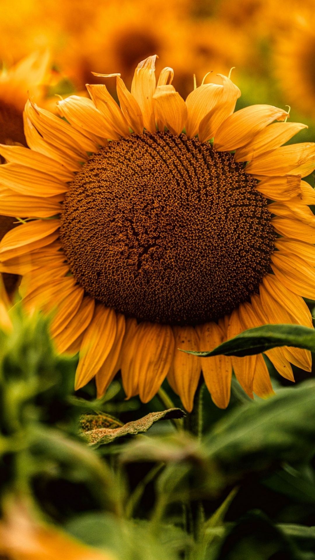 Sunflower Pexel, Flower, Plant, Petal, Light. Wallpaper in 1080x1920 Resolution