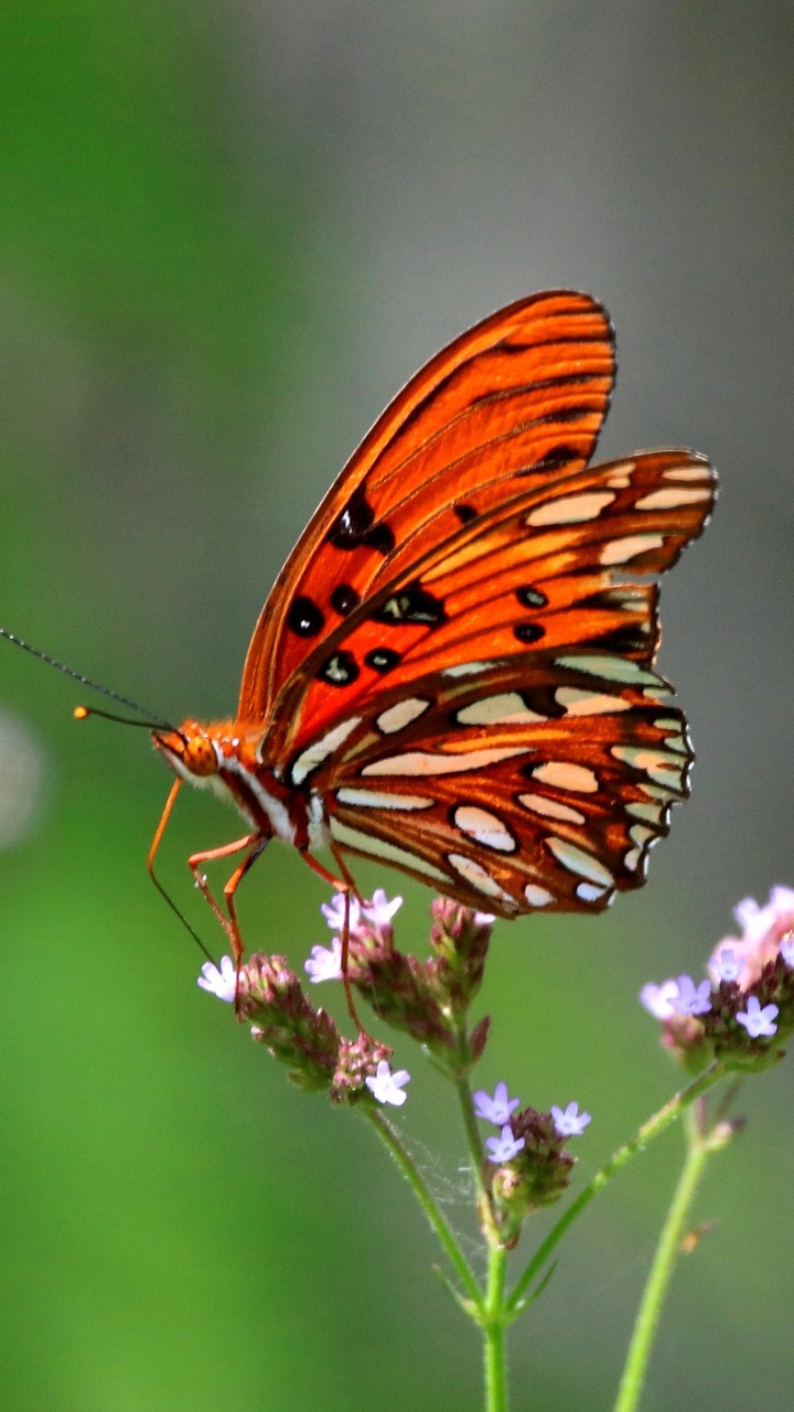 Orange and Black Butterfly Perched on Purple Flower in Close up Photography During Daytime. Wallpaper in 720x1280 Resolution