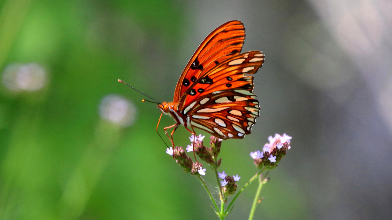 Papillon Orange et Noir Perché Sur Une Fleur Pourpre en Photographie Rapprochée Pendant la Journée. Wallpaper in 1280x720 Resolution