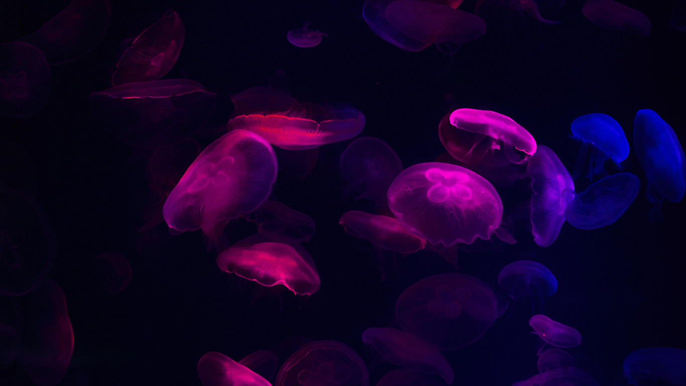 Colorfulness, Purple, Water, Liquid, Violet. Wallpaper in 1366x768 Resolution