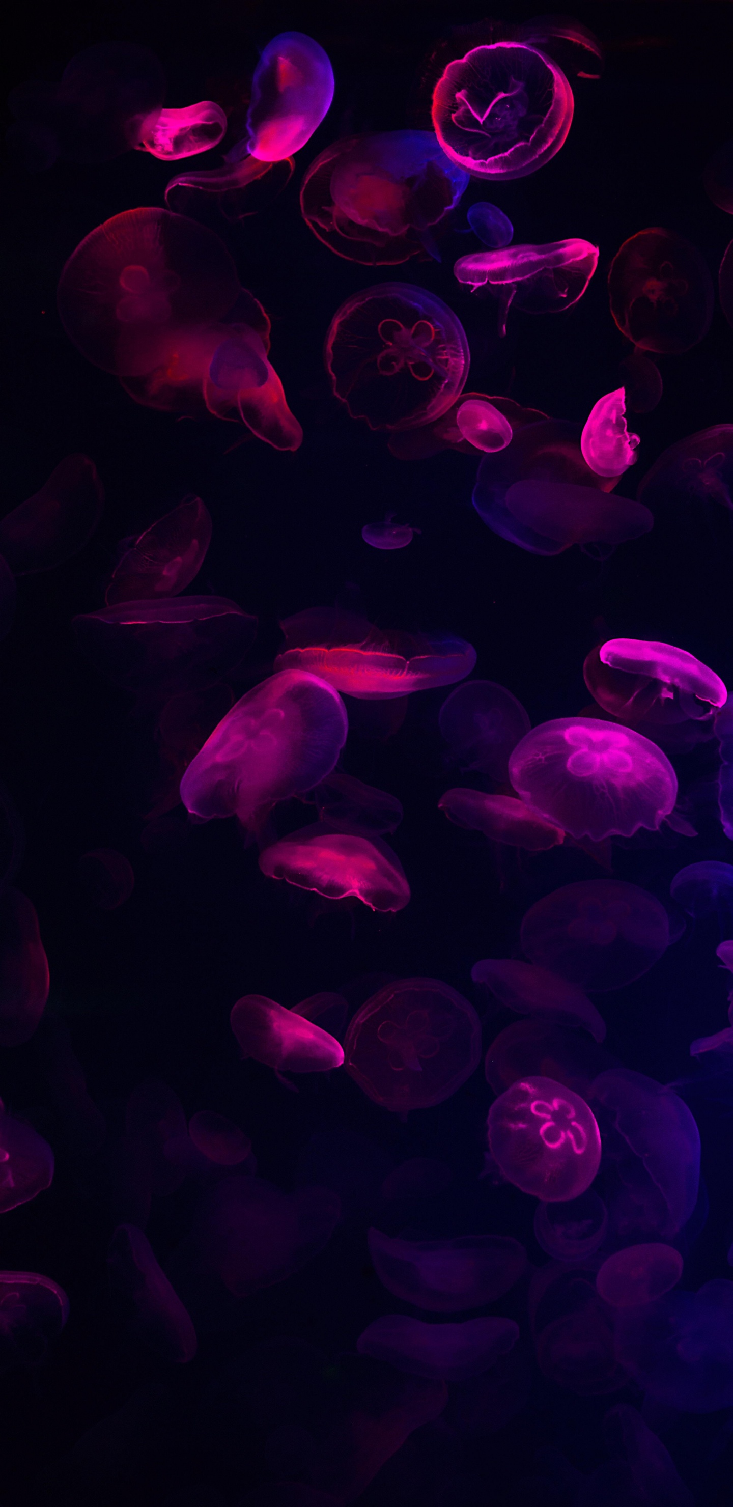 Farbigkeit, Purpur, Wasser, Veilchen, Pink. Wallpaper in 1440x2960 Resolution