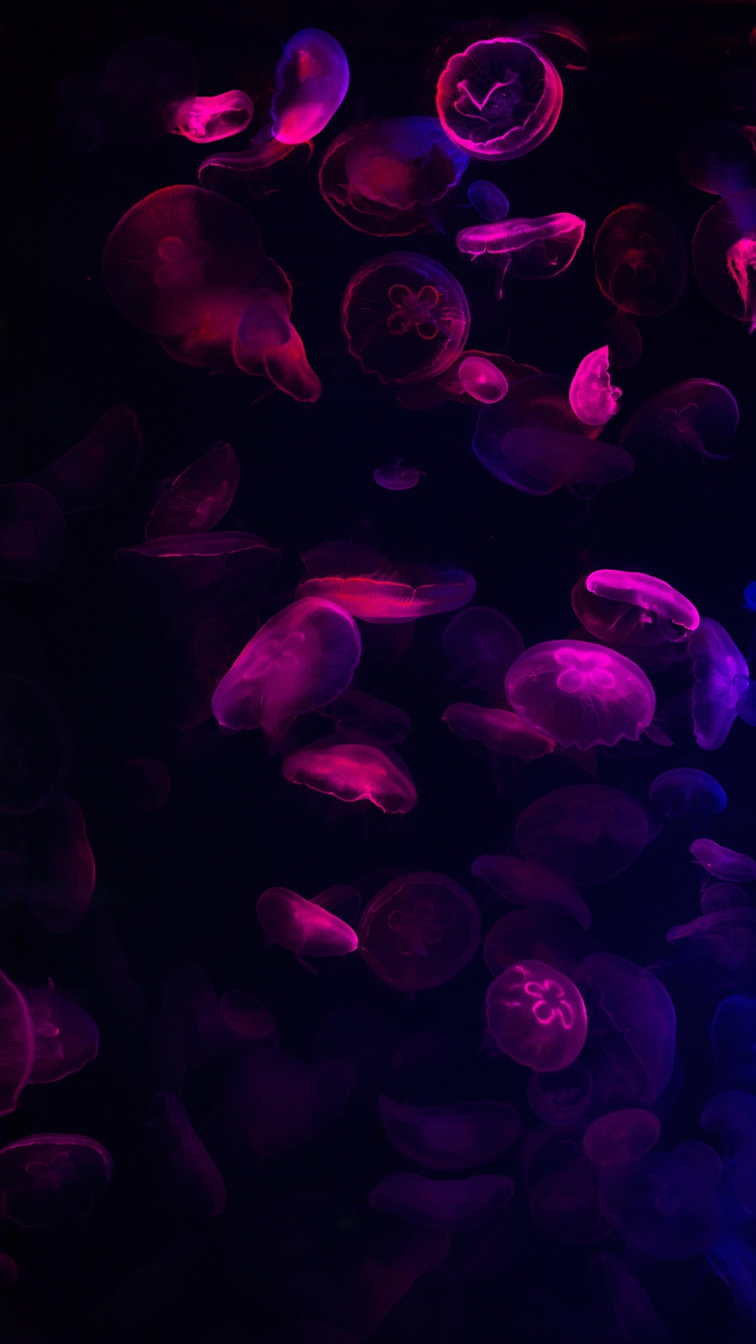 la Pureté de la Couleur, Purple, Eau, Liquid, Violette. Wallpaper in 1080x1920 Resolution