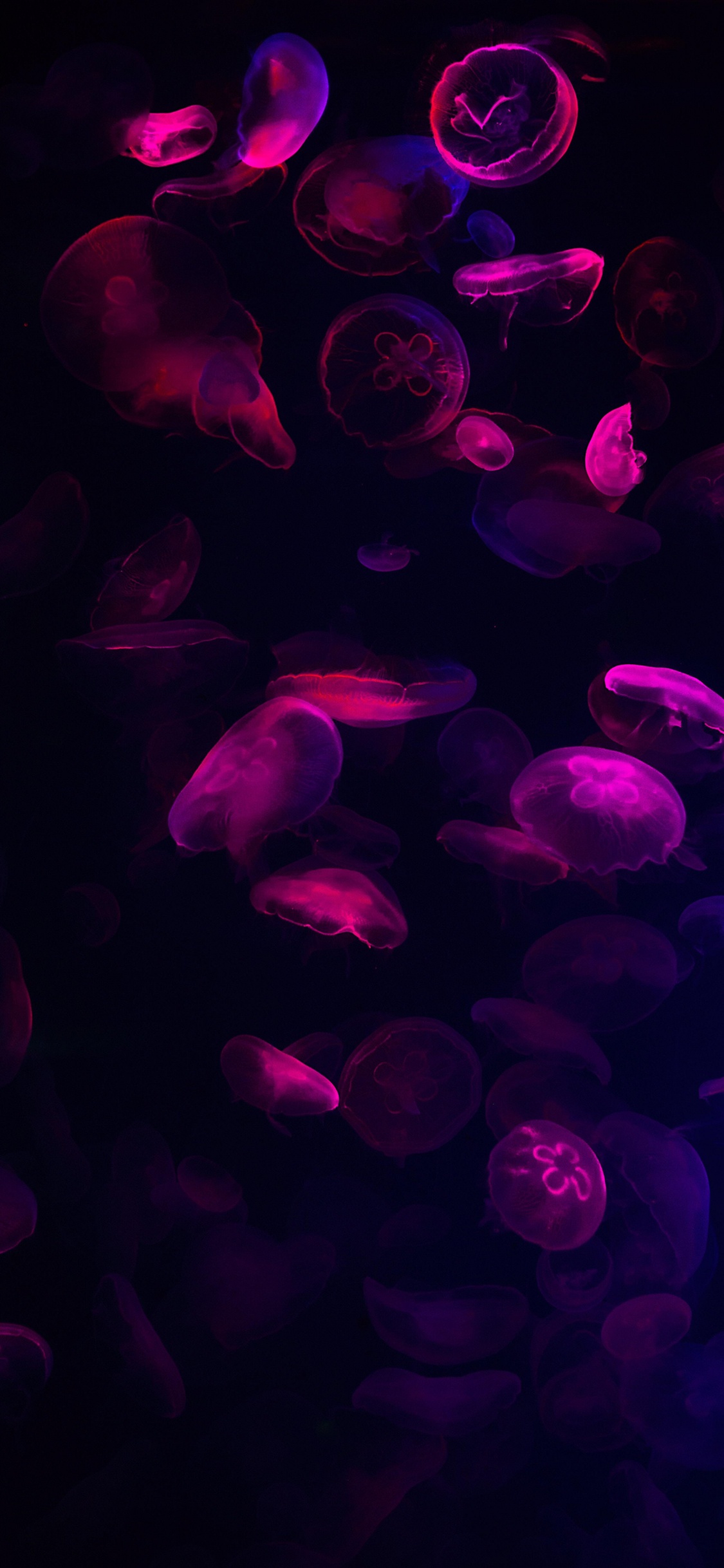 la Pureté de la Couleur, Purple, Eau, Liquid, Violette. Wallpaper in 1125x2436 Resolution