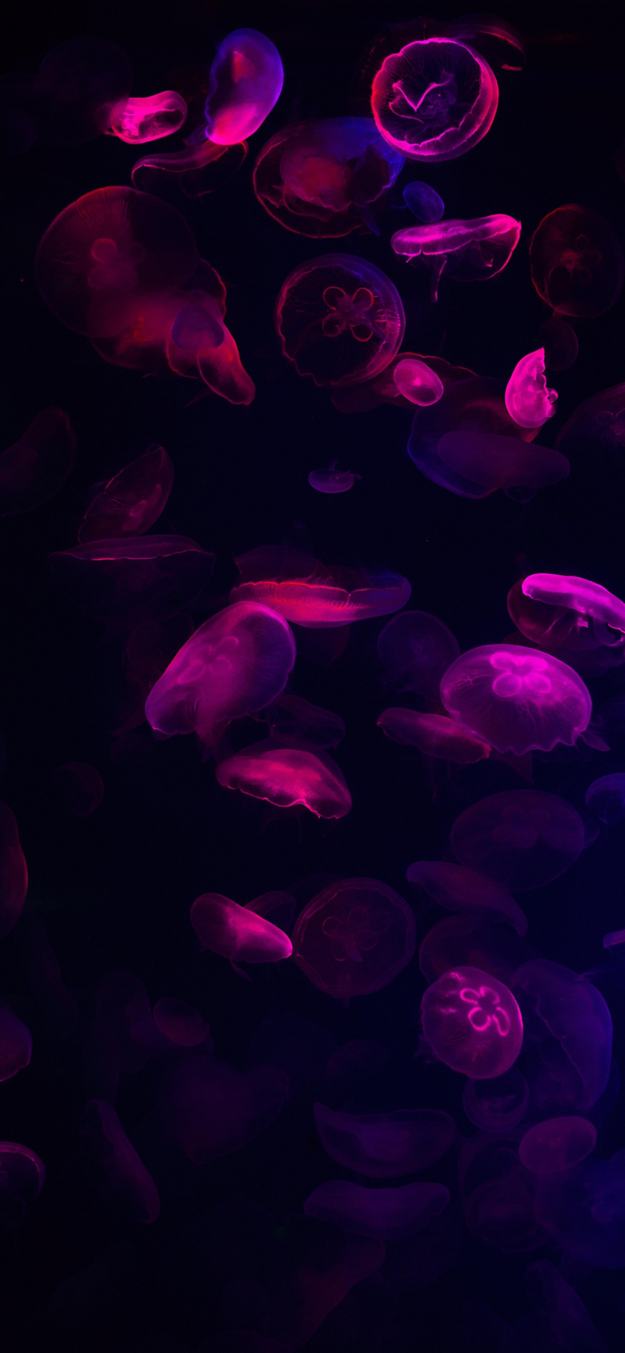 Morado, Agua, Violeta, Rosa, Entretenimiento. Wallpaper in 1242x2688 Resolution