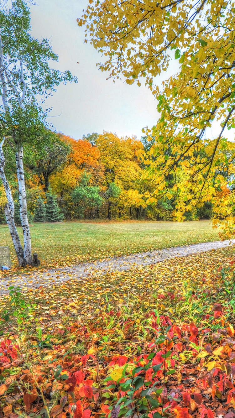 Green and Red Trees and Green Grass Field During Daytime. Wallpaper in 750x1334 Resolution