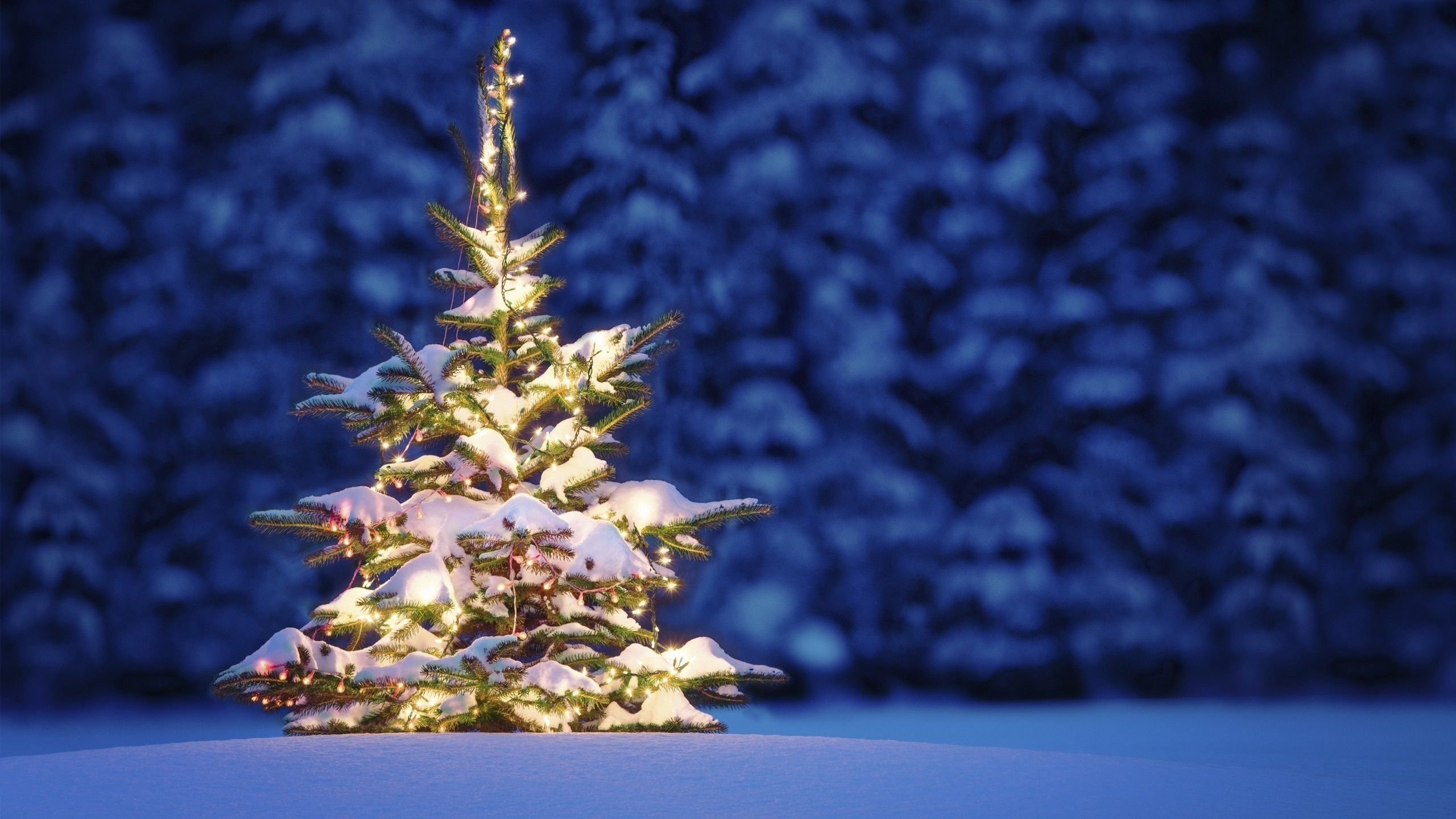 Weihnachtsbaum, Weihnachten, Baum, Winter, Familie Kiefer. Wallpaper in 2560x1440 Resolution