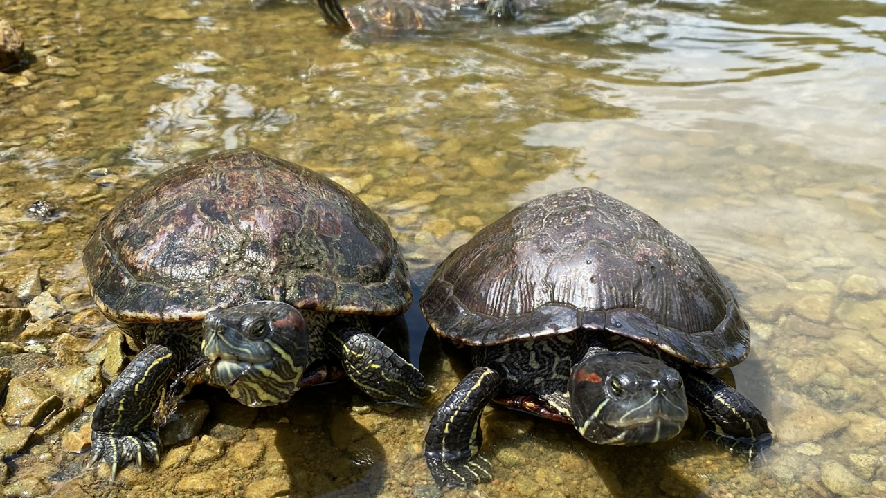 Tortue Serpentine Commune, Eau, Tortues D'étang, Tortue, Reptile. Wallpaper in 1280x720 Resolution