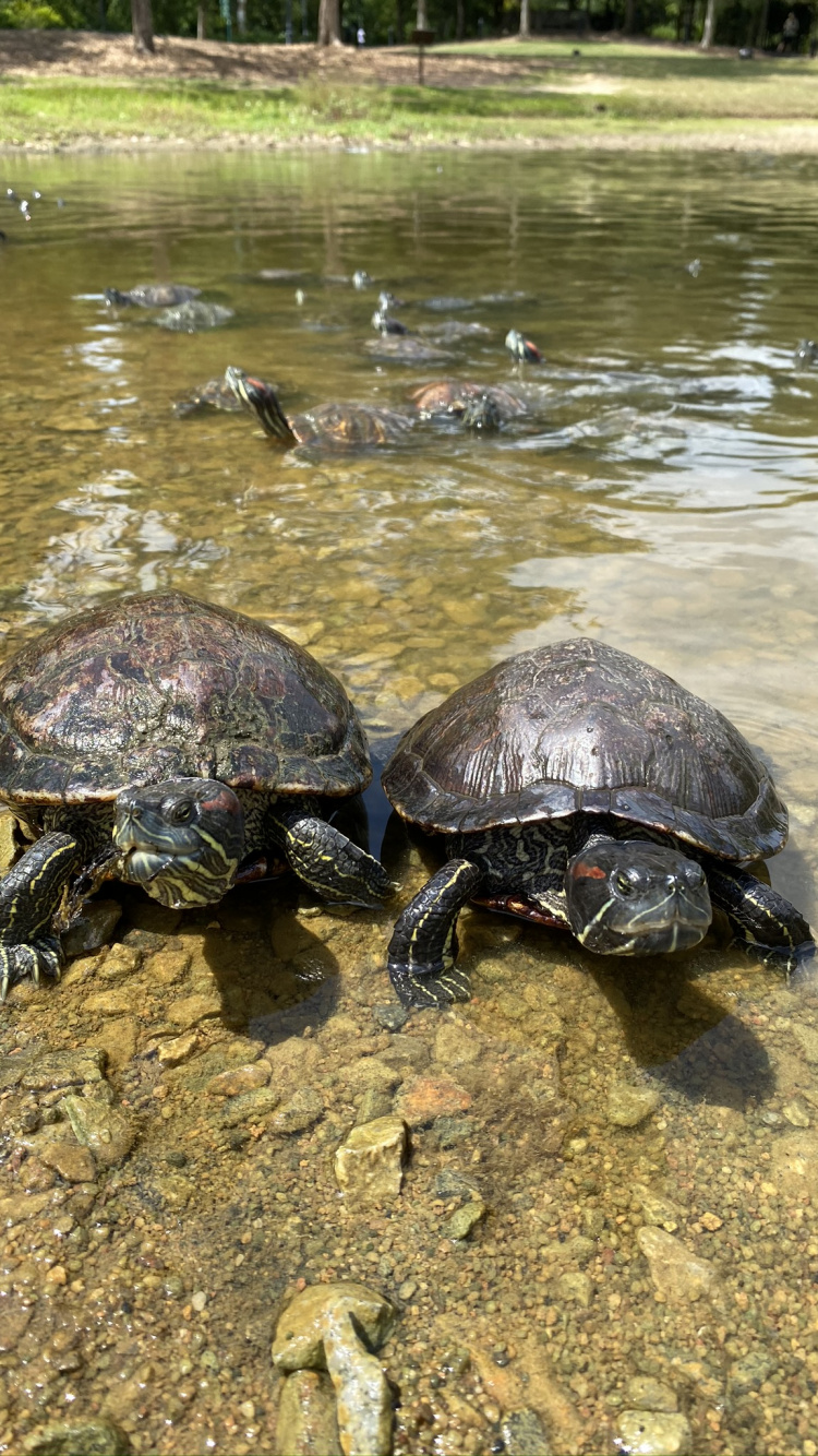 乌龟, 爬行动物, 生物群落, 湿地, Em科 壁纸 750x1334 允许