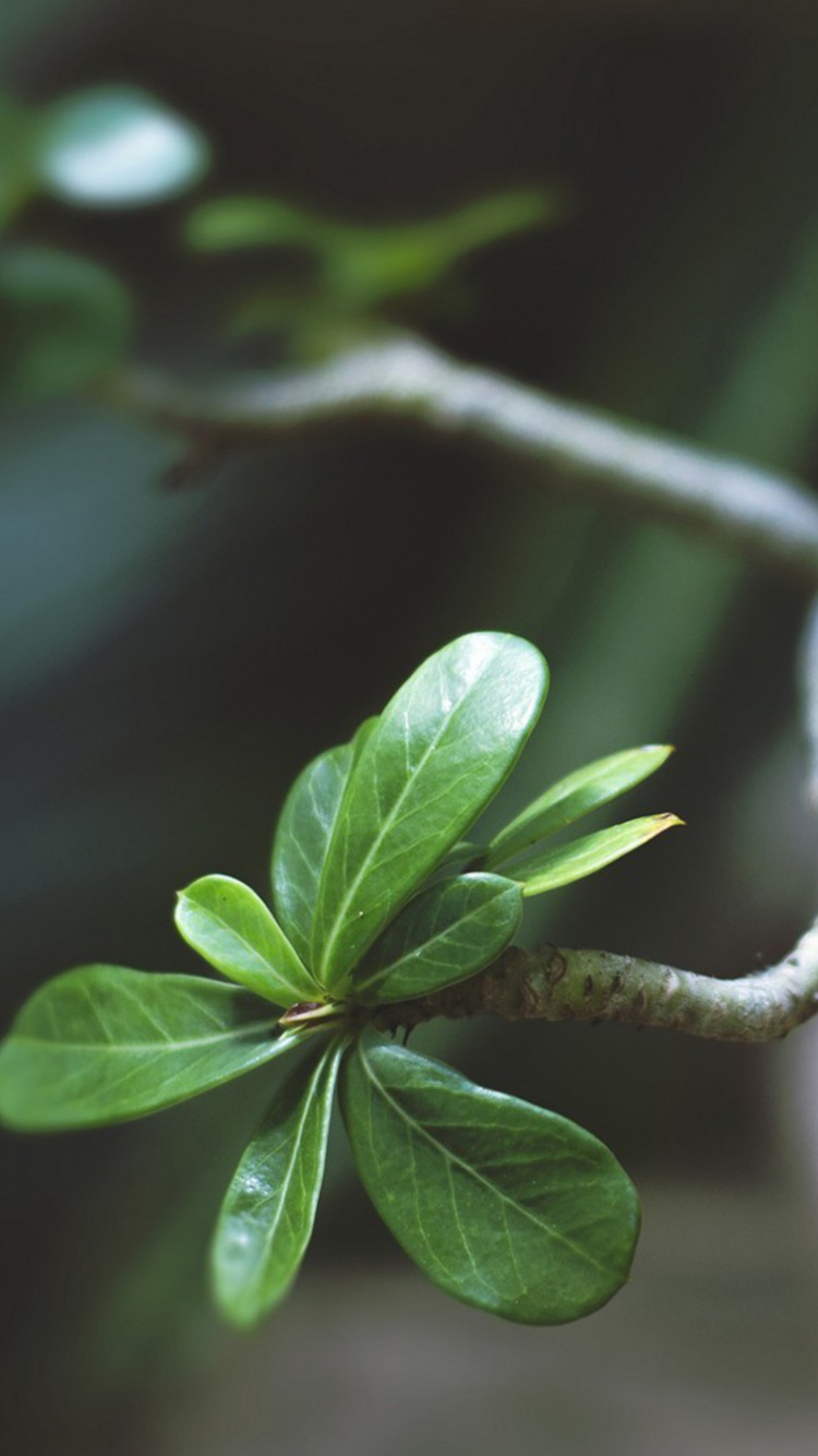 Feuilles Vertes Dans L'objectif à Basculement. Wallpaper in 750x1334 Resolution