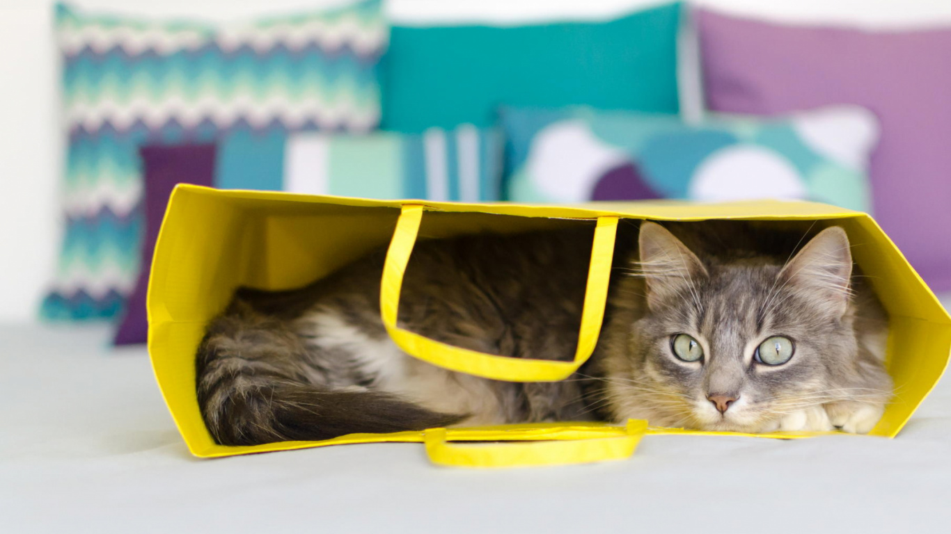 Chat Blanc et Noir Dans un Seau en Plastique Jaune. Wallpaper in 1366x768 Resolution