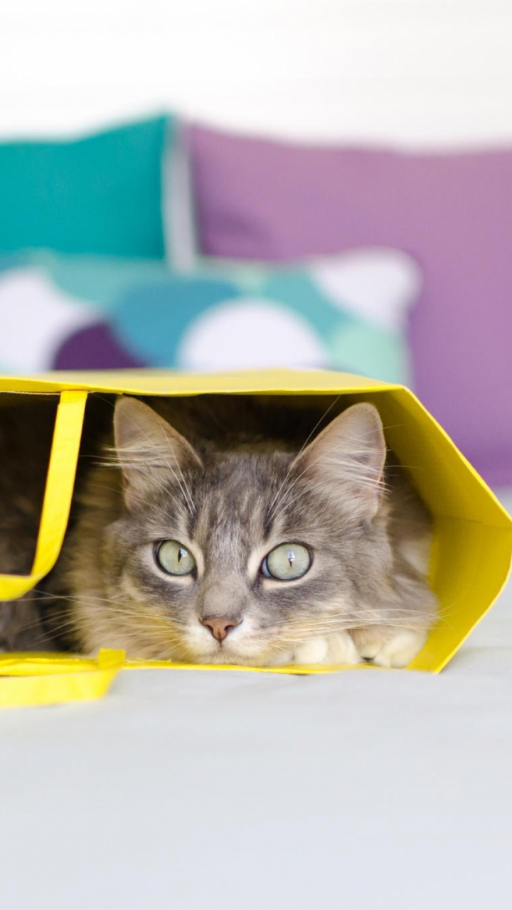 Chat Blanc et Noir Dans un Seau en Plastique Jaune. Wallpaper in 720x1280 Resolution