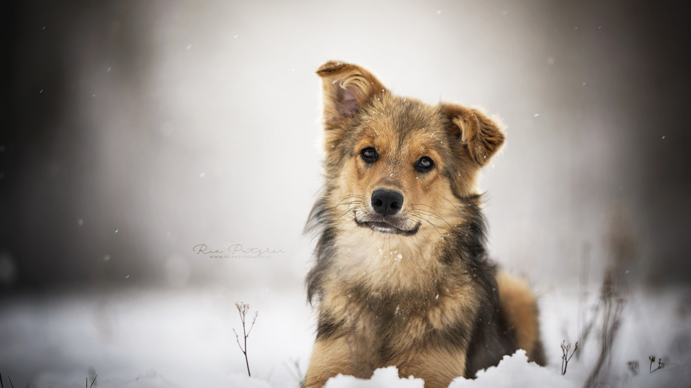 Perro de Pelo Largo Marrón y Negro Sobre Suelo Cubierto de Nieve. Wallpaper in 1366x768 Resolution