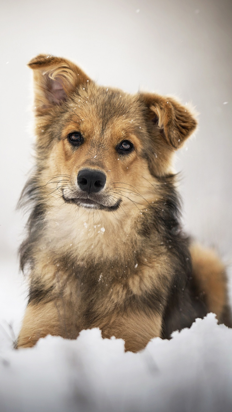 Brown and Black Long Coated Dog on Snow Covered Ground. Wallpaper in 750x1334 Resolution